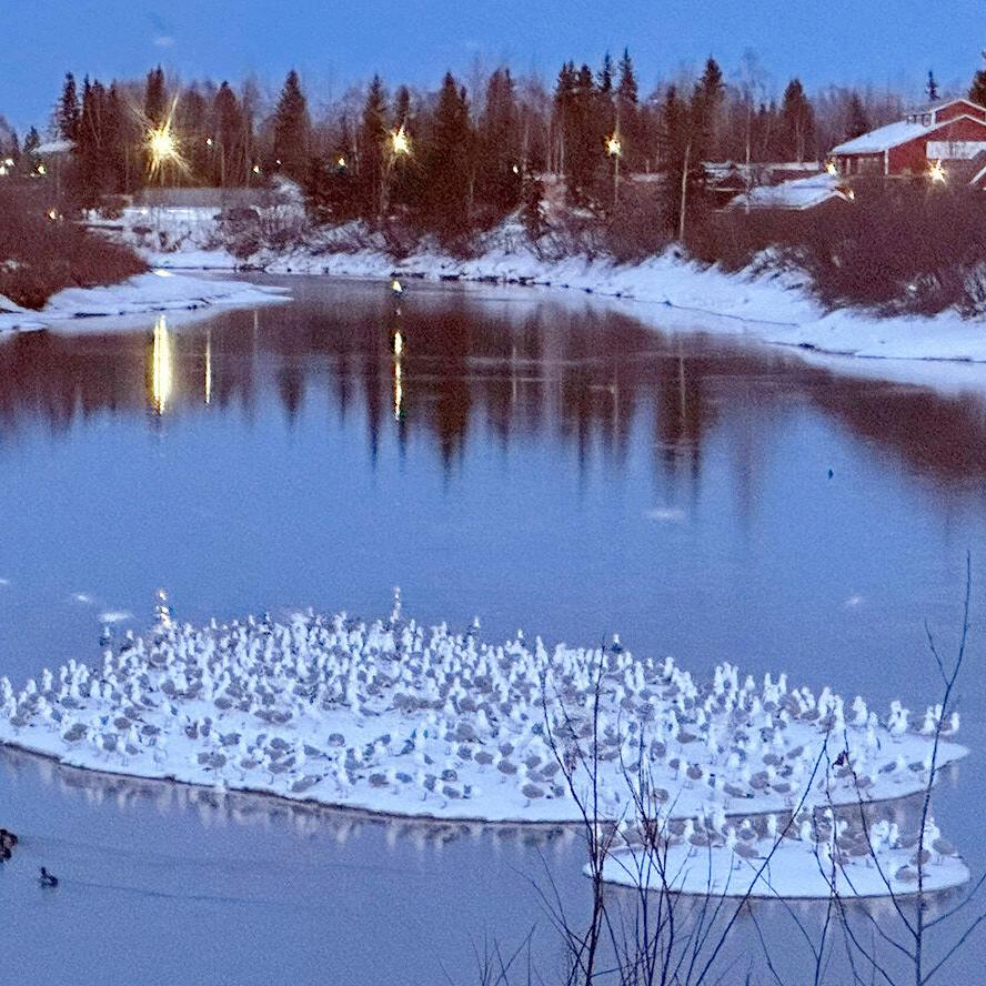 Gulls of the Chena